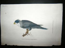 Shaw C1800's Antique Hand Col Bird Print. Blue Crested Parrakeet. Hawaii Native