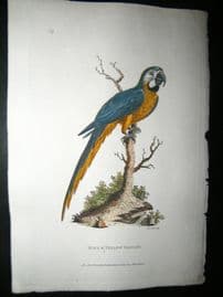 Shaw C1800's Antique Hand Col Bird Print. Blue & Yellow Maccaw Parrot