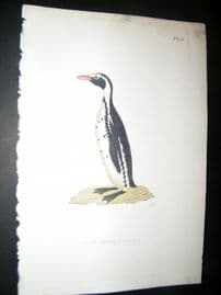 Shaw C1800's Antique Hand Col Bird Print. Cape Sphenisque Penguin
