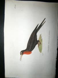 Shaw C1800's Antique Hand Col Bird Print. Common Frigate Bird