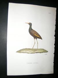Shaw C1800's Antique Hand Col Bird Print. Common Jacana