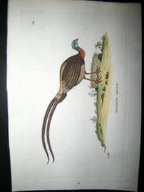 Shaw C1800's Antique Hand Col Bird Print. Gigantic Argus Pheasant