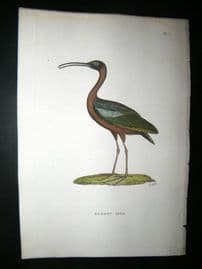 Shaw C1800's Antique Hand Col Bird Print. Glossy Ibis