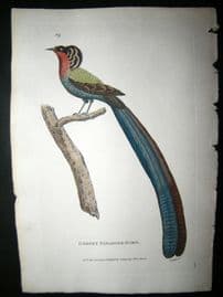 Shaw C1800's Antique Hand Col Bird Print. Gorget Paradise Bird