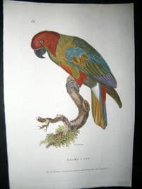 Shaw C1800's Antique Hand Col Bird Print. Grand Lory Parrot