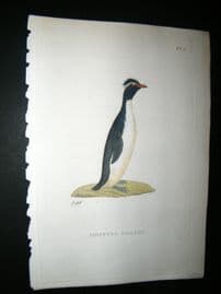 Shaw C1800's Antique Hand Col Bird Print. Hopping Gorfou Penguin