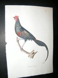 Shaw C1800's Antique Hand Col Bird Print. Jungle Cock. Poultry