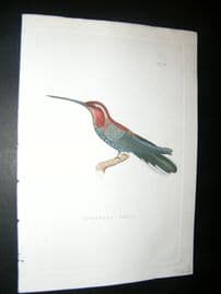 Shaw C1800's Antique Hand Col Bird Print. Melisuga? Naevia