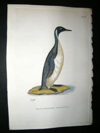 Shaw C1800's Antique Hand Col Bird Print. Patagonian Penguin