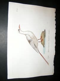 Shaw C1800's Antique Hand Col Bird Print. Red Tailed Tropic Bird