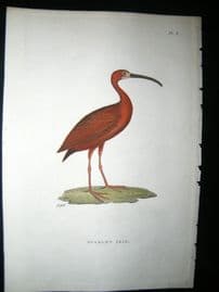 Shaw C1800's Antique Hand Col Bird Print. Scarlet Ibis