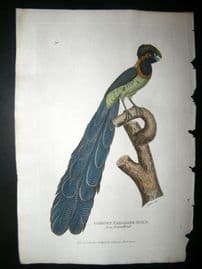 Shaw C1800's Antique Hand Col Bird Print. The Gorget Paradise Bird