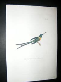 Shaw C1800's Antique Hand Col Bird Print. Trochilus Enicurus Hummingbird