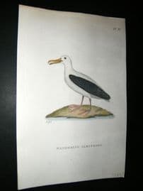 Shaw C1800's Antique Hand Col Bird Print. Wandering Albatross. New Zealand