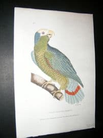 Shaw C1800's Antique Hand Col Bird Print. White Fronted Parrot