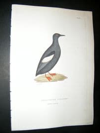 Shaw C1800's Antique Hand Col Bird Print. White Winged Guillemot