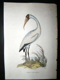 Shaw C1800's Antique Hand Col Bird Print. Wood Tantalus