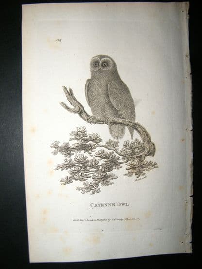 Shaw C1810 Antique Bird Print. Cayenne Owl | Albion Prints