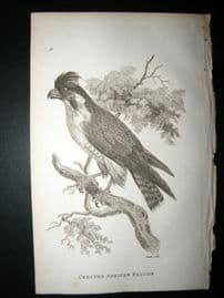 Shaw C1810 Antique Bird Print. Crested African Falcon