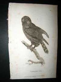 Shaw C1810 Antique Bird Print. Lineated Owl