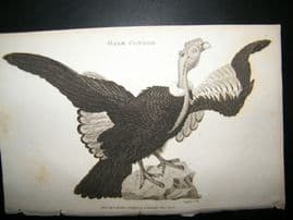 Shaw C1810 Antique Bird Print. Male Condor