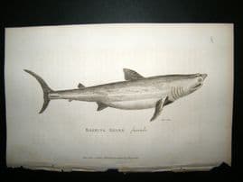 Shaw C1810 Antique Fish Print. Basking Shark (Female)