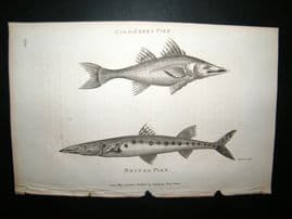 Shaw C1810 Antique Fish Print. Gold-Green & Becuna Pike