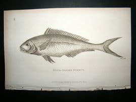 Shaw C1810 Antique Fish Print. Gold-Tailed Sparus
