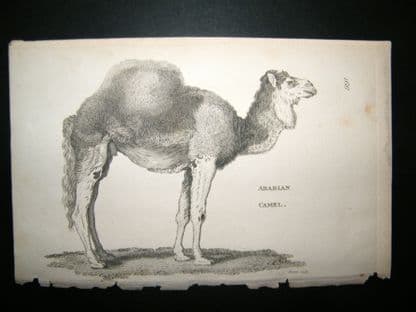 Shaw C1810 Antique Print. Arabian Camel | Albion Prints