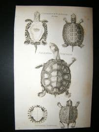 Shaw C1810 Antique Print. Cinerous, Galeated & Lettered Tortoise