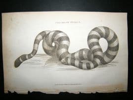 Shaw C1810 Antique Print. Colubrine Hydrus snake