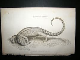 Shaw C1810 Antique Print. Common Gecko Lizard