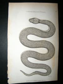 Shaw C1810 Antique Print. Copper-Bellied Snake