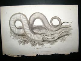 Shaw C1810 Antique Print. Coralline Snake
