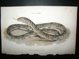 Shaw C1810 Antique Print. Corn snake