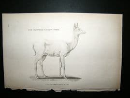 Shaw C1810 Antique Print. Doe Or Female Fallow Deer