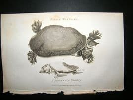 Shaw C1810 Antique Print. Foerce Tortoise