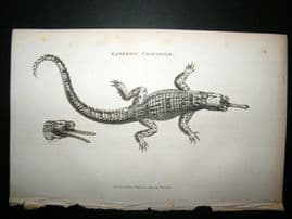 Shaw C1810 Antique Print. Gongetic Crocodile