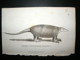 Shaw C1810 Antique Print. Greater Twelve-Banded Armadillo