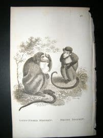 Shaw C1810 Antique Print. Long Nosed & Prude Monkey