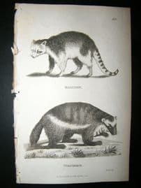 Shaw C1810 Antique Print. Racoon & Wolverene