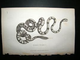 Shaw C1810 Antique Print. Spiral Hydrus
