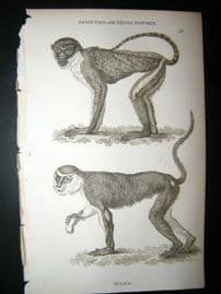 Shaw C1810 Antique Print. Spotted Or Diana Monkey & Mona