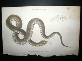 Shaw C1810 Antique Print. Wampum Snake