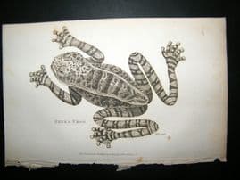Shaw C1810 Antique Print. Zebra Frog