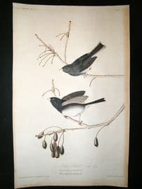 Audubon Havell: C1830 Snow Bird. Folio 1st Edition. Hand Col