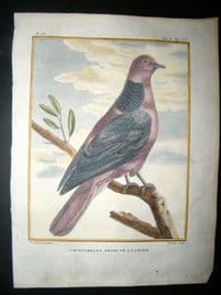 Sonnerat India 1782 Antique Hand Col Print. Chinese Red Turtle Dove