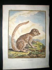 Sonnerat India 1782 Antique Hand Col Print. Maquis a Bourres Lemur