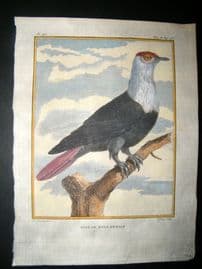Sonnerat India 1782 Antique Hand Col Print. Pigeon