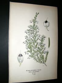 Step 1897 Antique Botanical Print. Black-Anthered Heath